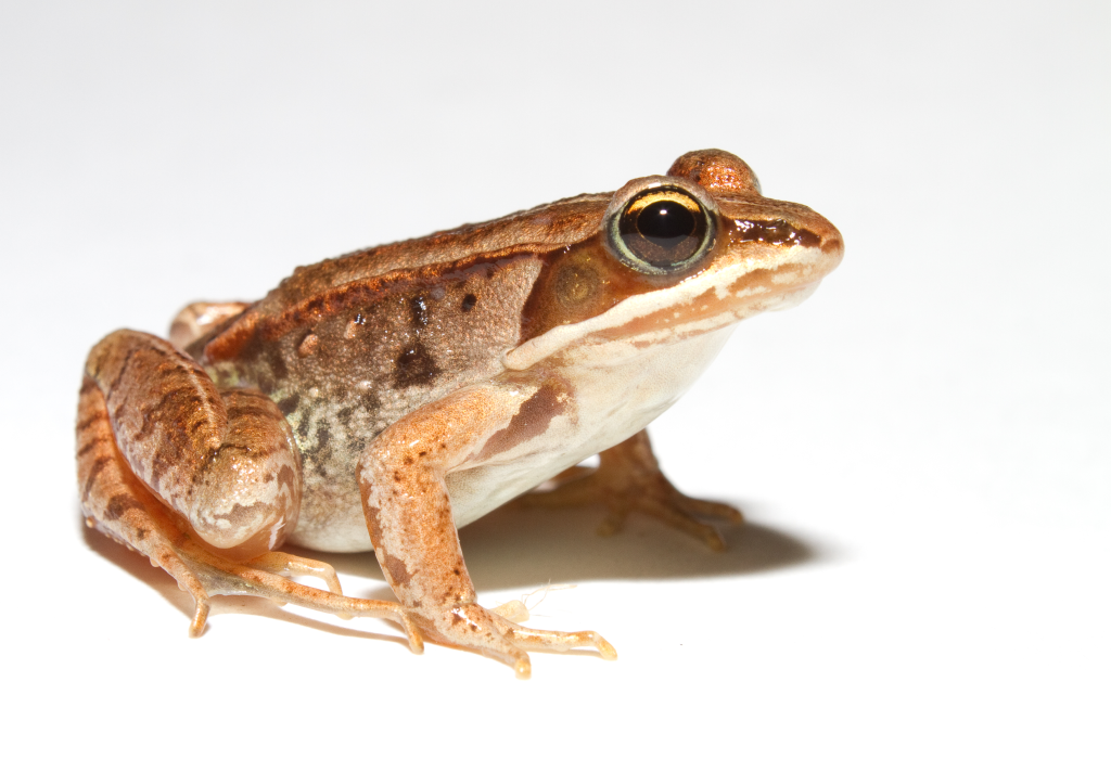 Wood Frog  The Canadian Encyclopedia